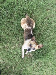 Found/Stray Male Dog last seen Pimlico Dr 38018, Memphis, TN 38018