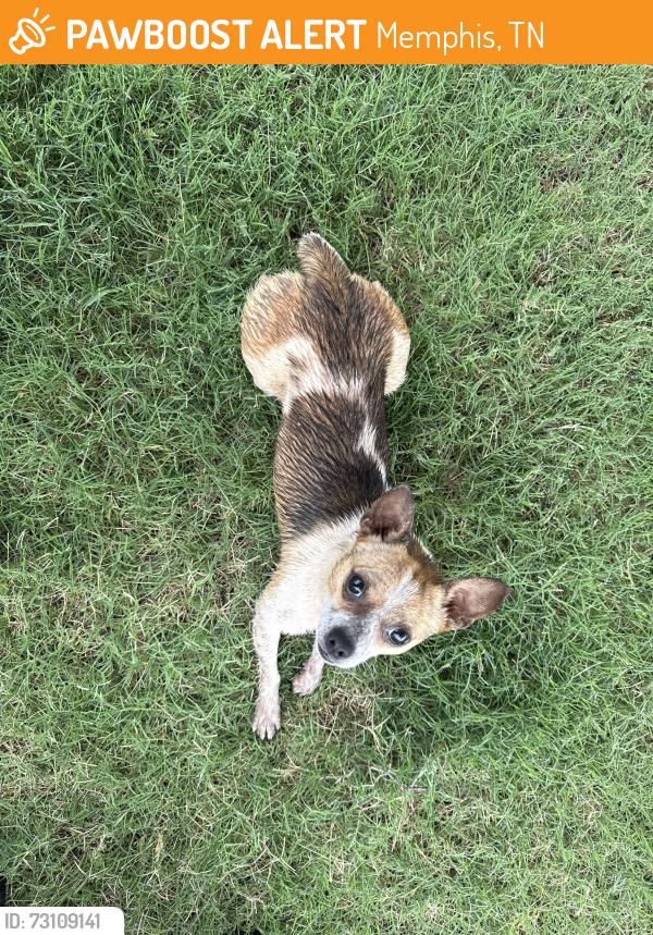 Found/Stray Male Dog last seen Pimlico Dr 38018, Memphis, TN 38018