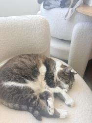Lost Female Cat last seen Near Rosecrans St, San Diego, CA 92110