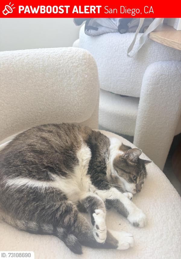 Lost Female Cat last seen Near Rosecrans St, San Diego, CA 92110