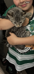 Reunited Female Cat last seen Gladstone ave and Lindsey ave , Toronto, ON M6H 1E1