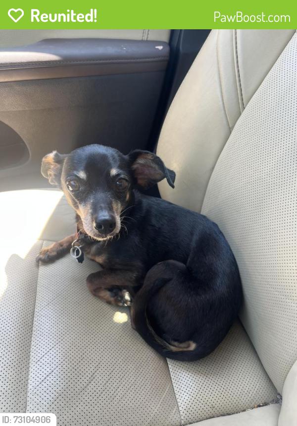 Reunited Female Dog last seen McGar street and Live Oak, New Braunfels, TX 78130