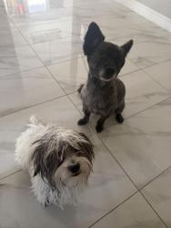 Reunited Female Dog last seen hollywood and owen’s, Las Vegas, NV 89156