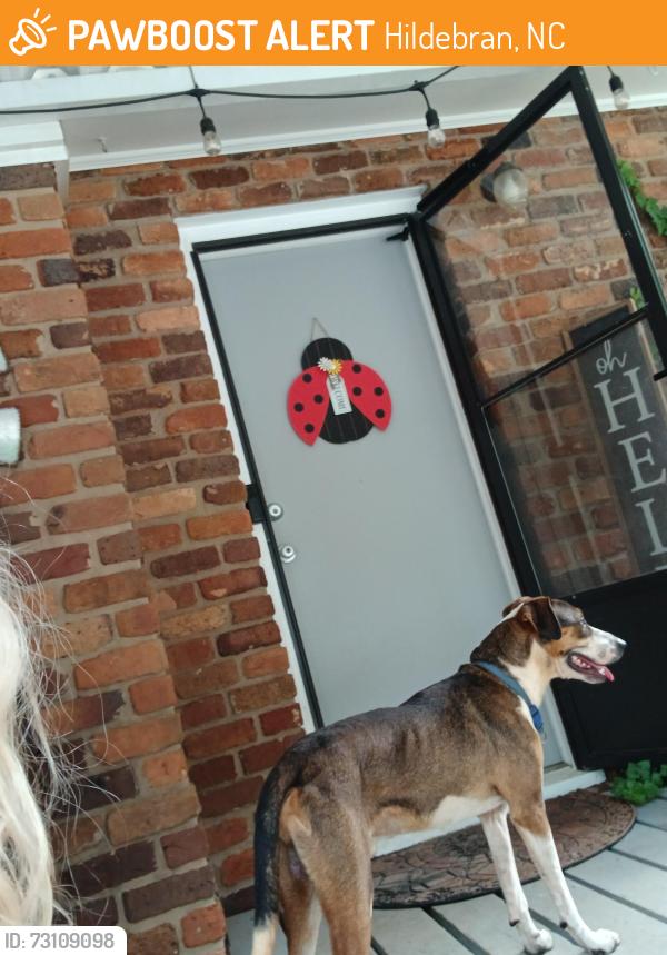 Found/Stray Male Dog last seen Hildebran, Hildebran, NC 28637