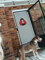 Found/Stray Male Dog last seen Hildebran, Hildebran, NC 28637