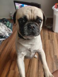 Reunited Male Dog last seen 59th ave and keim, Glendale, AZ 85301