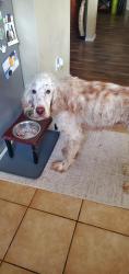 Reunited Male Dog last seen Wheatland, Dallas, TX 75249