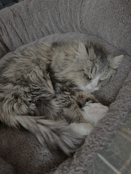Lost Female Cat last seen Between 13 and 11 Turnpike Road. Behind/Across from Spaulding Memorial School, Townsend, MA 01469