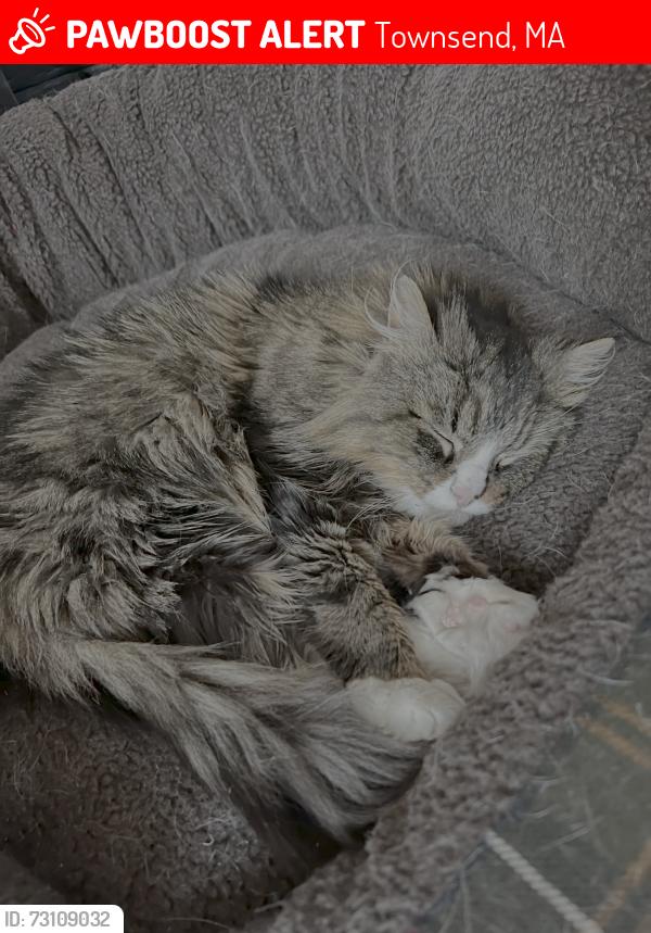 Lost Female Cat last seen Between 13 and 11 Turnpike Road. Behind/Across from Spaulding Memorial School, Townsend, MA 01469