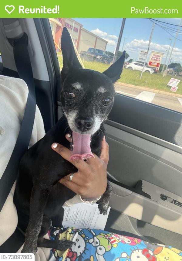 Reunited Female Dog last seen Tx, Houston, TX 77002