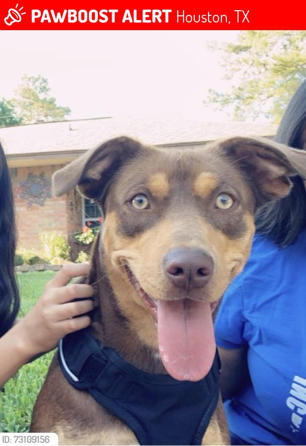 Lost Female Other last seen Hannon Dr & Gessner Rd, Houston, TX 77040