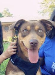 Lost Female Other last seen Hannon Dr & Gessner Rd, Houston, TX 77040