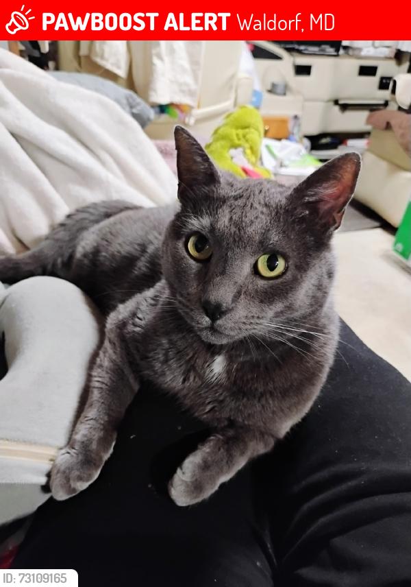 Lost Male Cat last seen Lowe’s Home Improvement, Waldorf, MD 20601