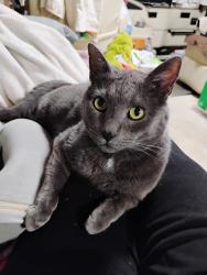 Lost Male Cat last seen Lowe’s Home Improvement, Waldorf, MD 20601