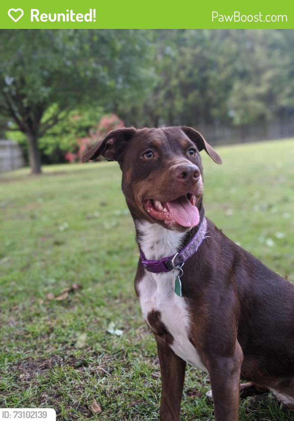 Reunited Female Dog last seen Saulston Rd., Goldsboro, NC 27534