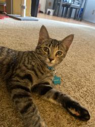 Lost Female Cat last seen Brookhurst Yukon parkways, Yukon, OK 73099