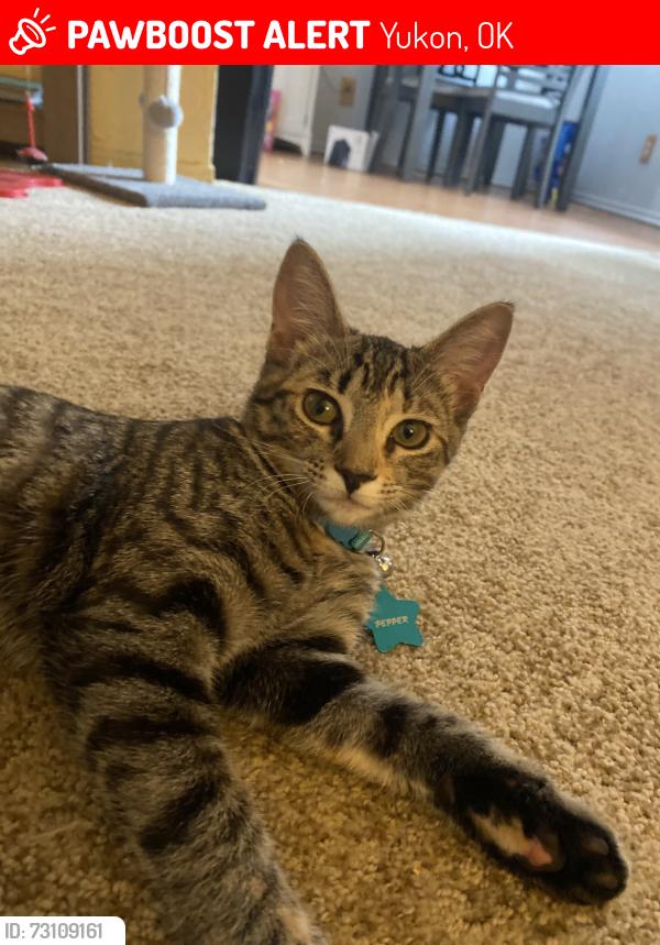 Lost Female Cat last seen Brookhurst Yukon parkways, Yukon, OK 73099