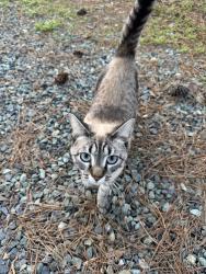 Lost Female Cat last seen Jack bennett rd, 15-501, Chapel Hill, NC 27517