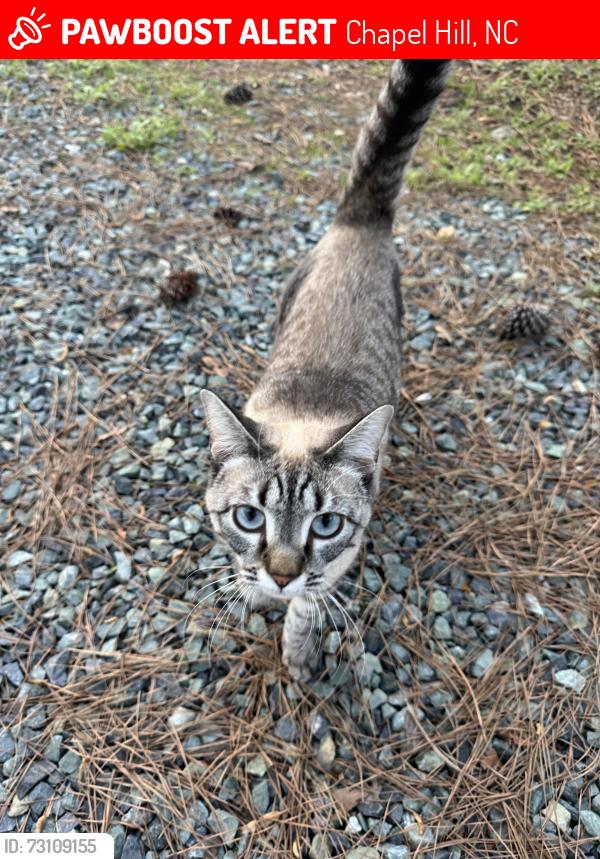 Lost Female Cat last seen Jack bennett rd, 15-501, Chapel Hill, NC 27517