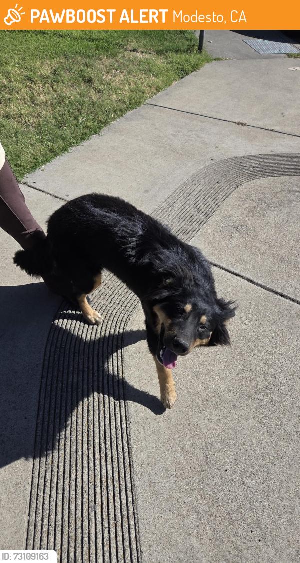 Found/Stray Unknown Dog last seen Chesapeake ave, Modesto, CA 95358