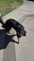Found/Stray Unknown Dog last seen Chesapeake ave, Modesto, CA 95358