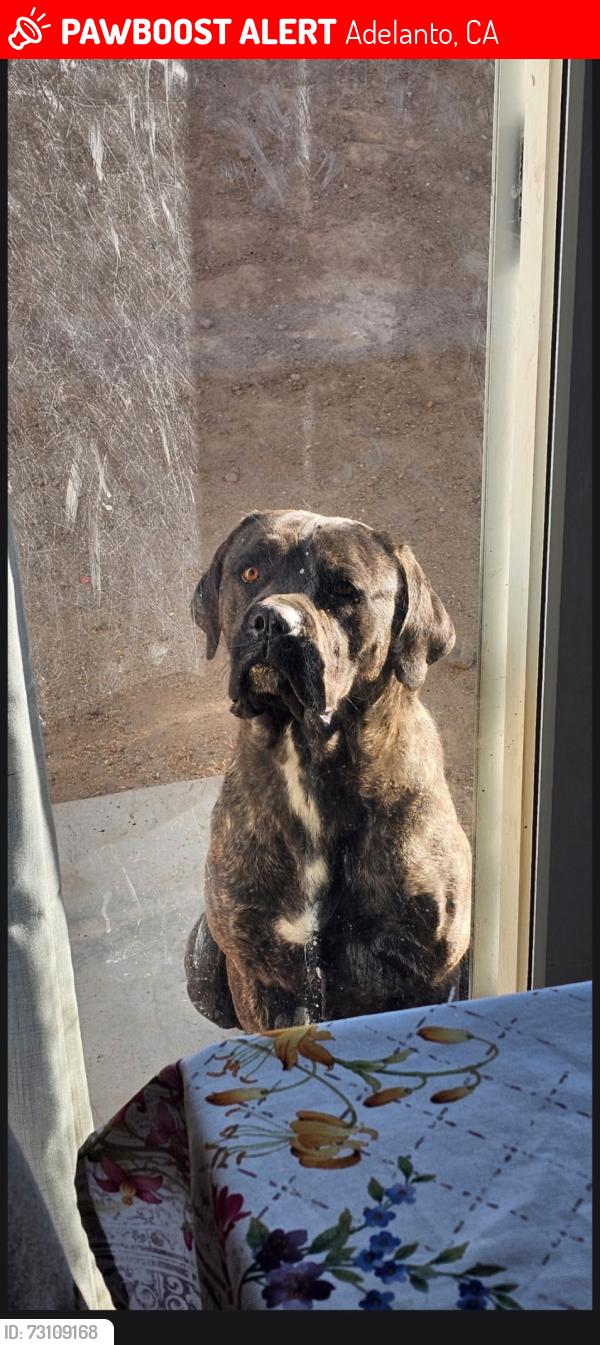 Lost Male Dog last seen Tatiana st, Adelanto, CA 92301