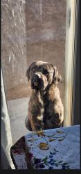 Lost Male Dog last seen Tatiana st, Adelanto, CA 92301