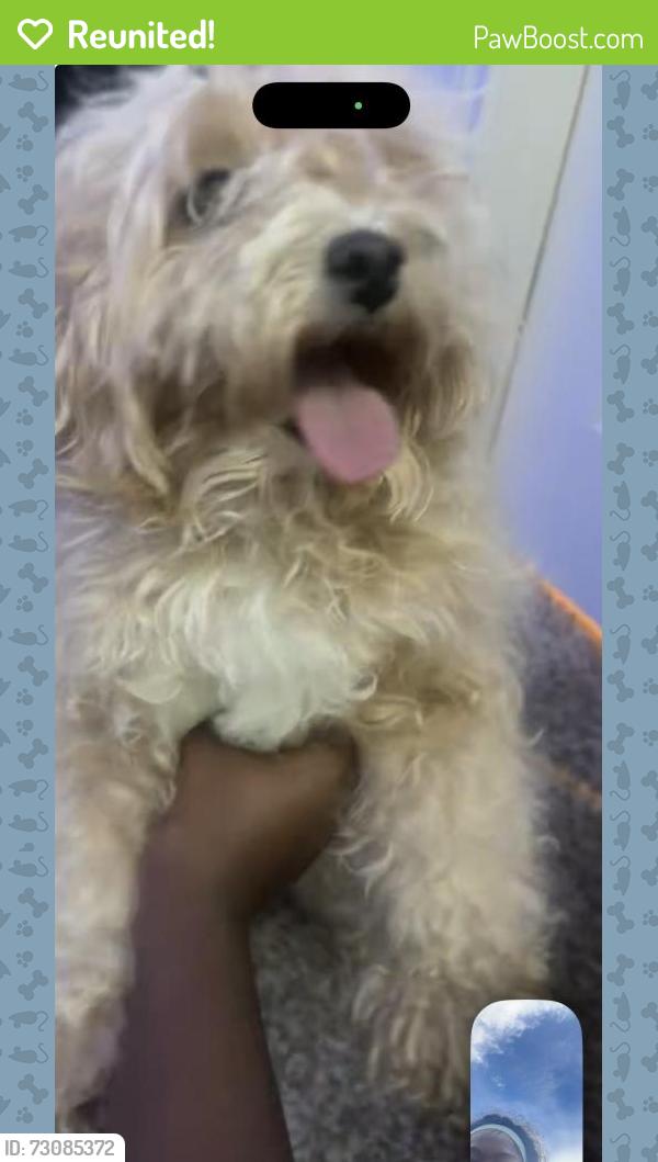 Reunited Female Dog last seen Chico and Boran, Forney, TX 75126