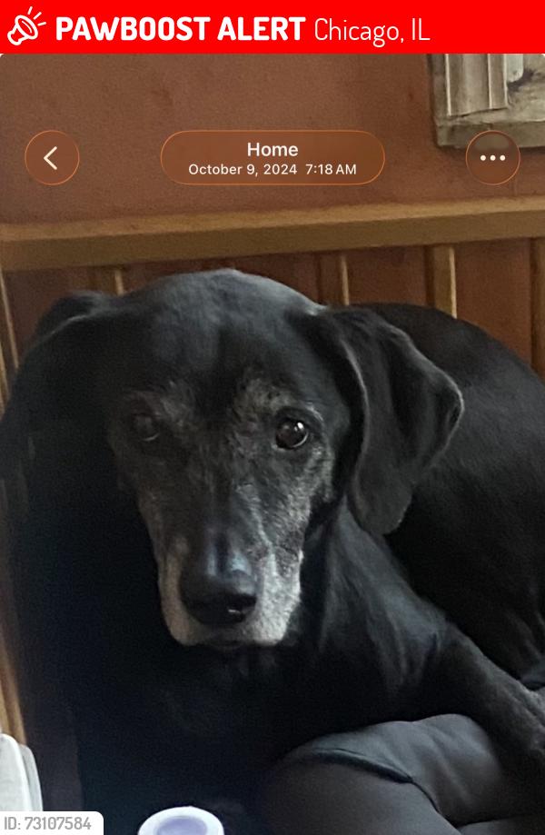 Lost Female Dog last seen 63rd & Homan, Chicago, IL 60629