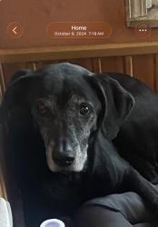 Lost Female Dog last seen 63rd & Homan, Chicago, IL 60629
