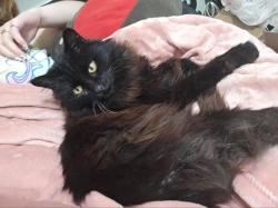 Lost Female Cat last seen East white lake drive and staple rd, Twin Lake, MI 49457