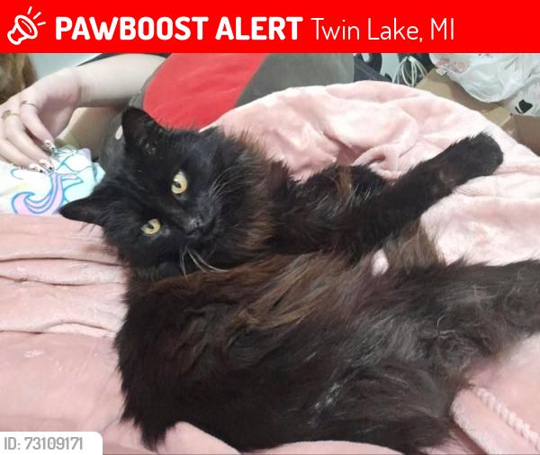Lost Female Cat last seen East white lake drive and staple rd, Twin Lake, MI 49457