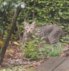 Found/Stray Unknown Cat last seen Riverwalk Pkwy & Great Bridge Blvd, near the River Crest Community Center , Chesapeake, VA 23320