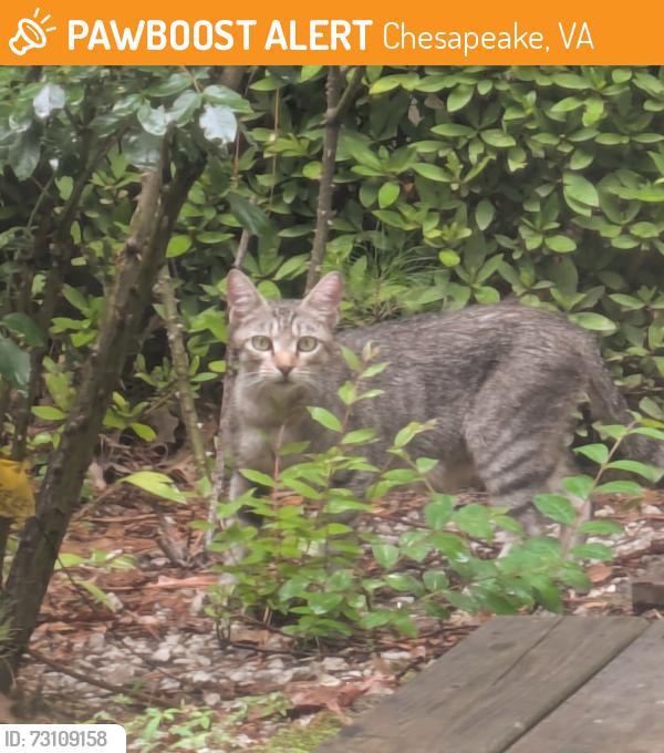 Found/Stray Unknown Cat last seen Riverwalk Pkwy & Great Bridge Blvd, near the River Crest Community Center , Chesapeake, VA 23320