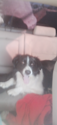 Lost Male Dog last seen Cerro and 54, Los Lunas, NM 87031