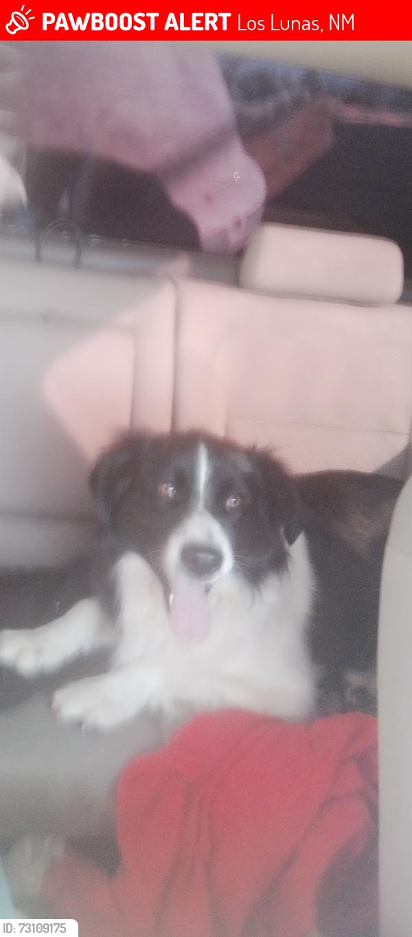 Lost Male Dog last seen Cerro and 54, Los Lunas, NM 87031
