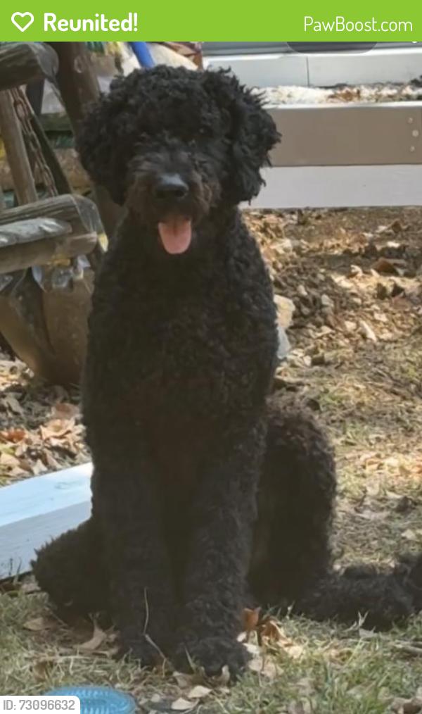 Reunited Male Dog last seen McIntyre Rd, Trussville, Alabama, Jefferson County, AL 35173
