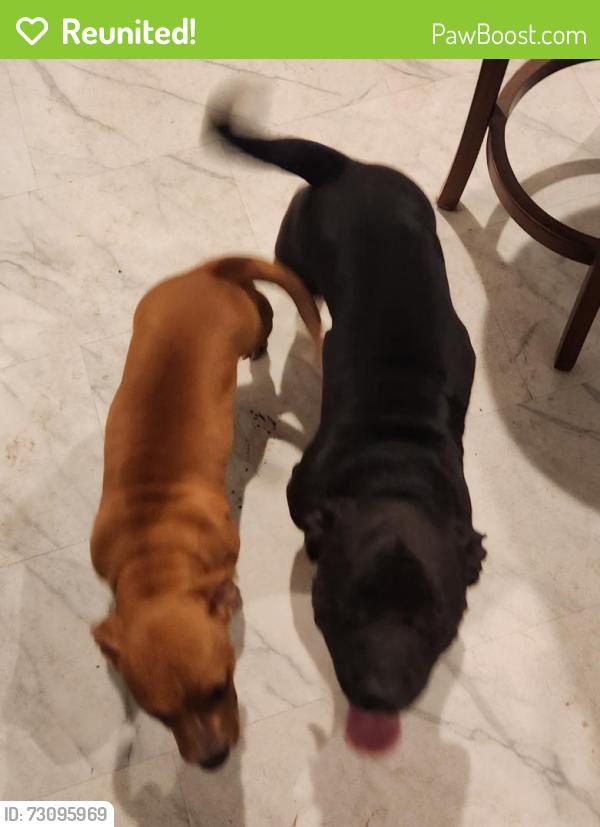 Reunited Unknown Dog last seen Crockett & Moore, Sherman, TX 75090