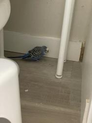 Found/Stray Unknown Bird last seen 32nd AVE NE SEATTLE WA, Seattle, WA 98115