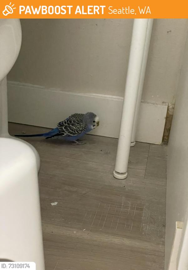 Found/Stray Unknown Bird last seen 32nd AVE NE SEATTLE WA, Seattle, WA 98115
