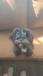 Lost Female Dog last seen Bluestem, Wichita, KS 67207
