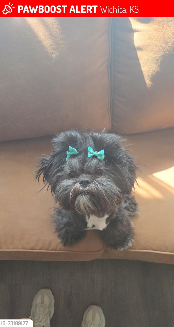 Lost Female Dog last seen Bluestem, Wichita, KS 67207