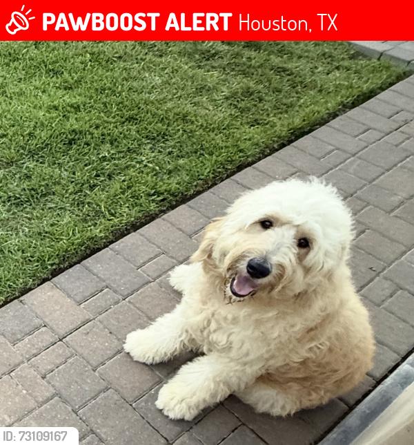 Lost Male Dog last seen Gray alder, Houston, TX 77088