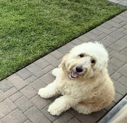 Lost Male Dog last seen Gray alder, Houston, TX 77088