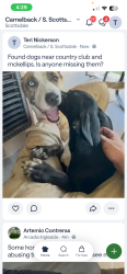Reunited Unknown Dog last seen Country club and mckellips, Mesa, AZ 85201