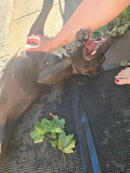 Reunited Female Dog last seen Bedford & Bay, Rochester, NY 14609