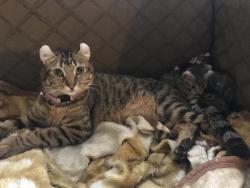 Lost Female Cat last seen Montebello, Montebello, CA 90640