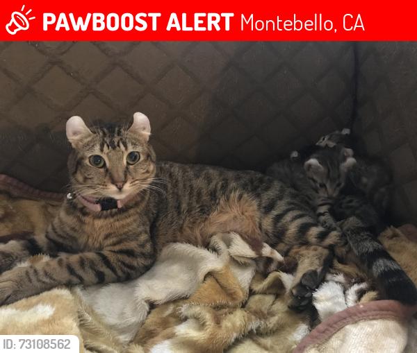 Lost Female Cat last seen Montebello, Montebello, CA 90640
