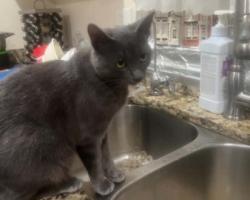 Reunited Female Cat last seen Amigos deli, Danbury, CT 06810