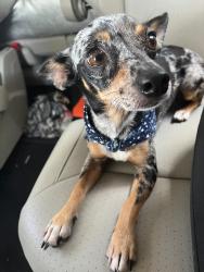 Reunited Female Dog last seen Leanna Denae Ave & Sycamore, Sharyland, Mission, TX 78572